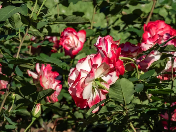 Unique Bicolor White Red Bordered Floribunda Rose Jubilee Prince Monaco —  Fotos de Stock