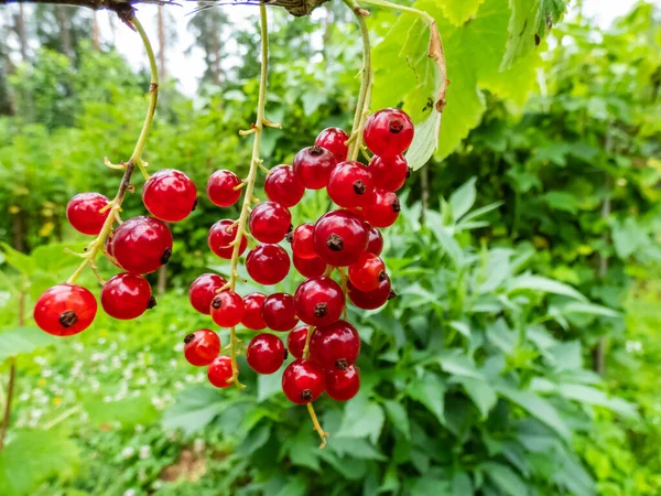 Macro Perfect Red Ripe Redcurrants Ribes Rubrum Branch Green Leaves — 스톡 사진