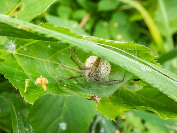 Macro Shot Tiny Spiderlings Nursery Web Spider Pisaura Mirabilis Nest — Foto de Stock