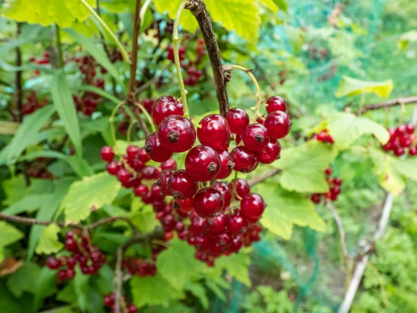 Macro Perfect Red Ripe Redcurrants Ribes Rubrum Branch Green Leaves — Stockfoto