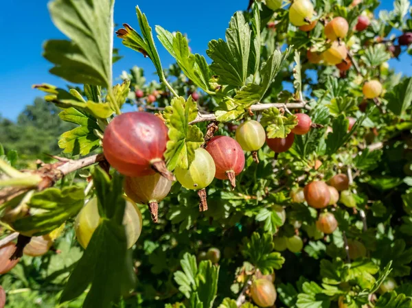 Red Gooseberries Ribes Uva Crispa Growing Maturing Branch Surrounded Green — Stock Photo, Image