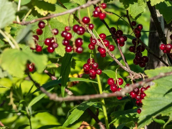 Macro Perfect Red Ripe Redcurrants Ribes Rubrum Branch Green Leaves — Foto de Stock