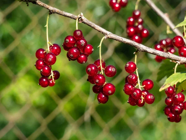 Macro Perfect Red Ripe Redcurrants Ribes Rubrum Branch Green Leaves — Stockfoto