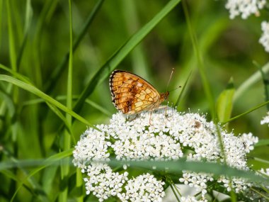 Yüksek Kahverengi Fritiller (Argynnis adippe) beyaz bir çiçeğin üzerinde dinlenir. Üst kanatları siyah lekeli turuncu, alt kanatları beyaz ve kahverengi lekeli turuncu renklidir.