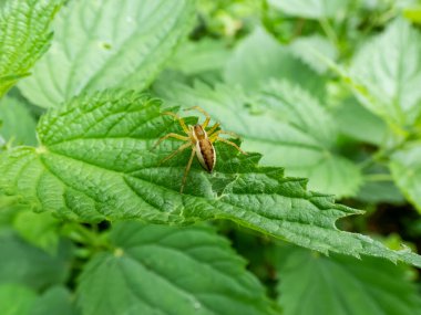 Balıkçı örümceği, sal örümceği, iskele örümceği veya iskele örümceği (Dolomedes sp.) Yeşil bir yaprak üzerinde