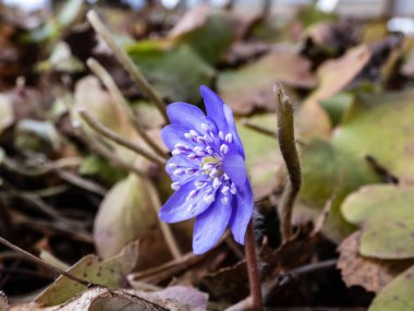Büyük mavi hepatika (Hepatica transsilvanica) ilkbaharın başlarında kuru yapraklar arasında çiçek açmaya başlar.