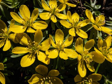 Kış aconitinden (Eranthis hyemalis) oluşan bir grubun makro çiçekleri ilkbaharın başlarında parlak güneş ışığında tamamen açık taç yapraklarıyla açarlar. Bahçedeki ilk çiçeklerden biri.