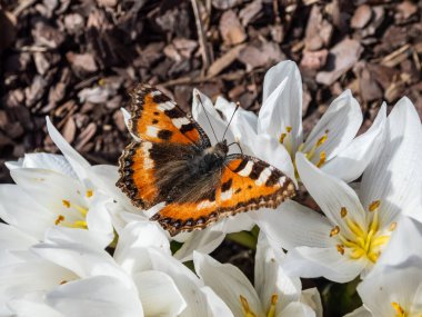 Küçük kaplumbağa kabuğunun makro görüntüsü (Aglais urticae) kırmızı turuncu kelebektir ve üzerinde siyah ve sarı işaretler vardır.