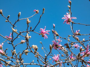 Çiçek açan yıldız manolyasının pembe yıldız şeklindeki çiçekleri - Magnolia stellata cultivar 'Rosea' parlak güneş ışığında ve arka planda parlak mavi gökyüzü