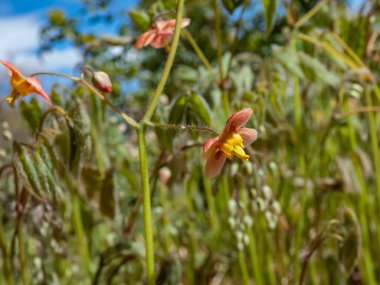 Yayılan bitkinin yakın plan görüntüsü Warley epimedium (Epimedium x warleyense) Orangekon çiçekleri parlak bakır-turuncu sepaller ve daha küçük soluk sarı yapraklar
