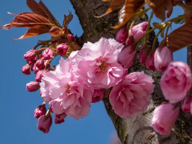 Japonya 'nın güzel, pembe kiraz çiçekleri dallarda ve mavi gökyüzünün altında açan pembe sakura çiçekleri. Narin ve romantik bahar çiçekleri.