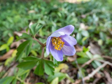 Tek bir bahar ağaç şakayığı - Anemone nemorosa Allenii - büyük, harika lavanta mavisi veya gümüşi, yedi yapraklı (James Allen 'dan sonra isimlendirilmiş), bulanık yeşil arkaplan