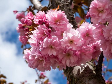 Japonya 'nın güzel, pembe kiraz çiçekleri mavi gökyüzünün altındaki kiraz ağacının dallarında ve gövdesinde çiçek açıyor. Narin ve romantik bahar çiçekleri.