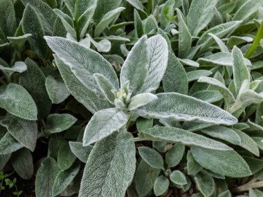 Kuzu kulağı (Stachys byzantina) 'Gümüş Halı'. Sonsuz yeşil halı, gri-beyaz, yumuşak, yünlü yaprakların yoğun hasırı yağmurdan sonra çarpıcı bir zemin örtüsü oluşturur.