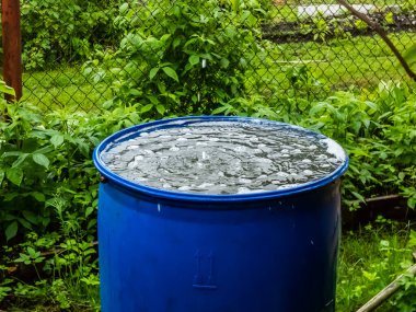 Mavi, plastik su varili yağmur suyu toplamak ve depolamak için yeniden kullanılıyor. Yaz boyunca çatıdan suyla dolu su ve su damlaları bitki örtüsüyle çevrili.