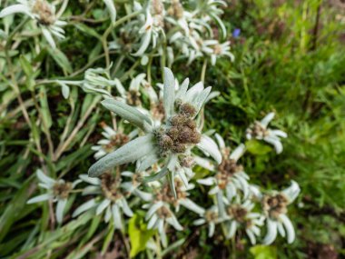 Himalaya Edelweiss 'in (Leontopodium himalaanum) yaz aylarında yıldızlı beyaz keçeli ve kahverengi çiçeklerle açtığı yakın plan çekimi.