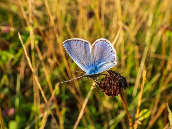 Großaufnahme Des Ausgewachsenen Blauen Schmetterlings Polyommatus Icarus Der Auf Einem — Stockfoto