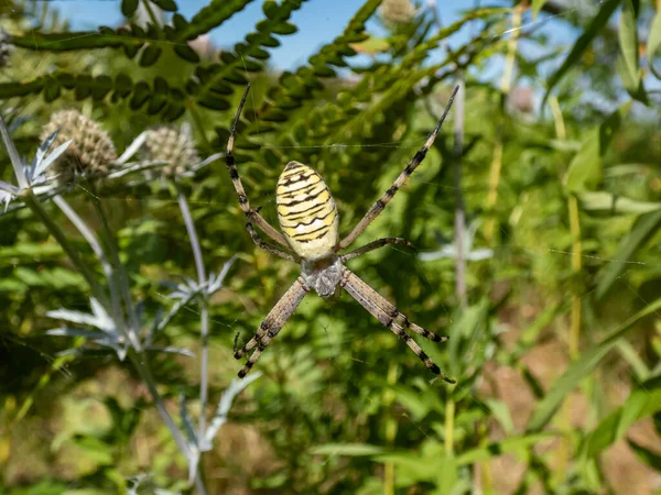 Argiope Bruennichi 사진을 초목들 사이에 거미줄에 매달려 복부에 인상적 노란색 — 스톡 사진