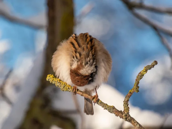 冬の日差しの中 枝の上に座っているふわふわのユーラシアツリースプロール Passer Montanus のクローズアップ 鳥のクリーニング羽の詳細な肖像画と配管工 — ストック写真