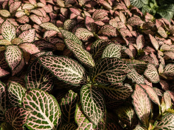 매크로는 식물의 색깔의 토니아 촬영했다 색깔의 정맥을 — 스톡 사진