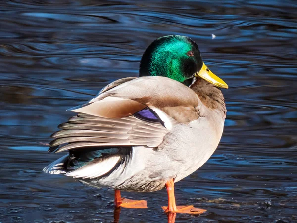 Close-up of adult, breeding male mallard or wild duck (Anas platyrhynchos) with a glossy bottle-green head and a white collar standing on ice surrounded with water