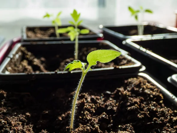 Macro Chupito Plantas Tomate Verde Que Crecen Una Maceta Alféizar — Foto de Stock