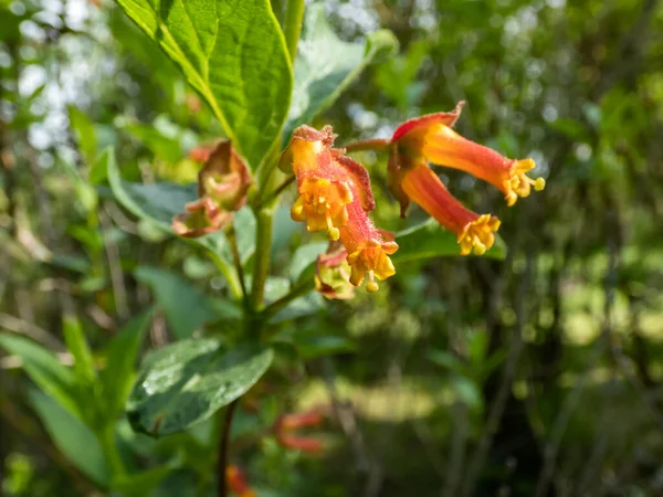 The bearberry honeysuckle, bracted honeysuckle or twin-berry (Lonicera involucrata var. ledebourii) flowering with funnel-shaped, 5-lobed, red-flushed, deep orange-yellow flowers in early summer