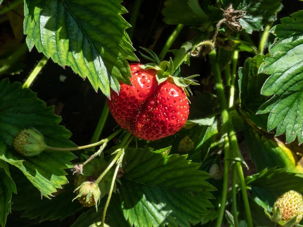 Perfect Ripe Red Strawberry Growing Maturing Garden Surrounded Green Leaves — Stock Photo, Image