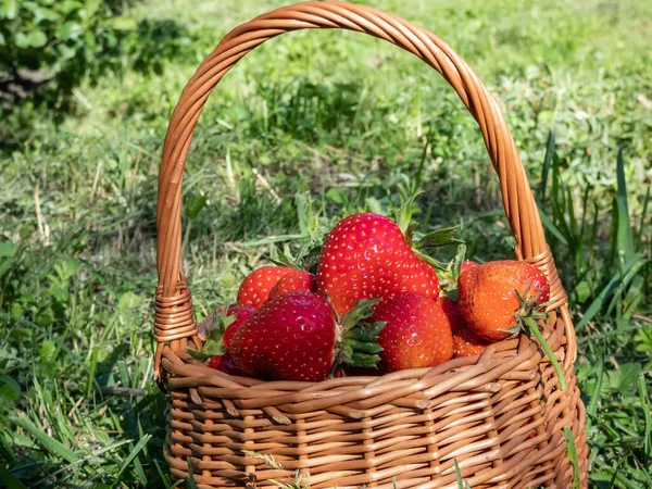 Small Wooden Basket Big Red Ripe Strawberries Ground Surrounded Green — Stockfoto