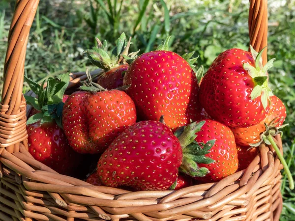 Small Wooden Basket Big Red Ripe Strawberries Ground Surrounded Green — Fotografia de Stock