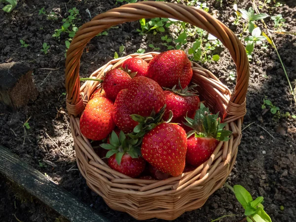 Small Wooden Basket Big Red Ripe Strawberries Ground Summer Taste — Stock Photo, Image
