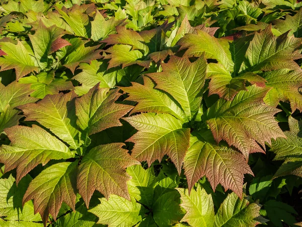 Rodgersia Podophylla Rotlaub Attractive Large Serrated Oval Palmate Leaves Emerge — Fotografia de Stock