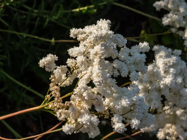 Dropwort Filipendula Vulgaris Plena Flowering Creamy White Double Flowers Bright — ストック写真