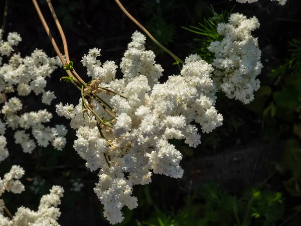 Dropwort Filipendula Vulgaris Plena Flowering Creamy White Double Flowers Bright —  Fotos de Stock