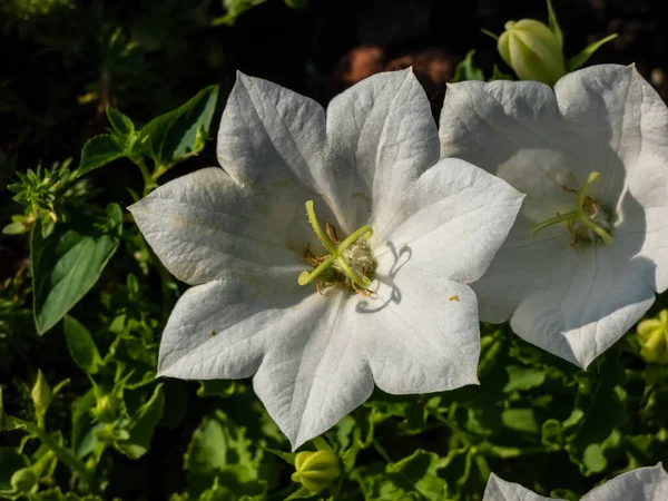 Цветок Колокольчика Карпатский Колокольчик Campanula Carpatica Альба Цветет Чистыми Белыми — стоковое фото