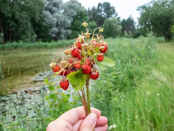 Hand Holding Plants Wild Strawberry Fragaria Vesca Perfect Red Ripe — Foto de Stock
