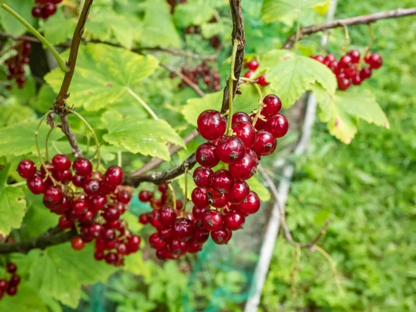 Macro Perfect Red Ripe Redcurrants Ribes Rubrum Branch Green Leaves — Foto de Stock