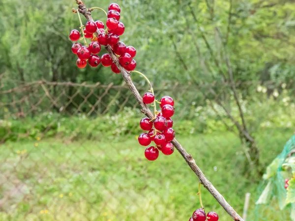 Macro Perfect Red Ripe Redcurrants Ribes Rubrum Branch Green Leaves — Fotografia de Stock