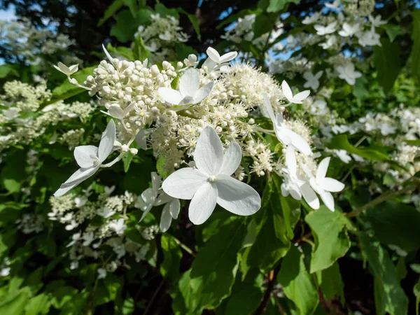 Hydrangea Paniculata Hydrangea Paniculata Siebold Praecox Shrub Ovate Leaves Flowering — Stockfoto