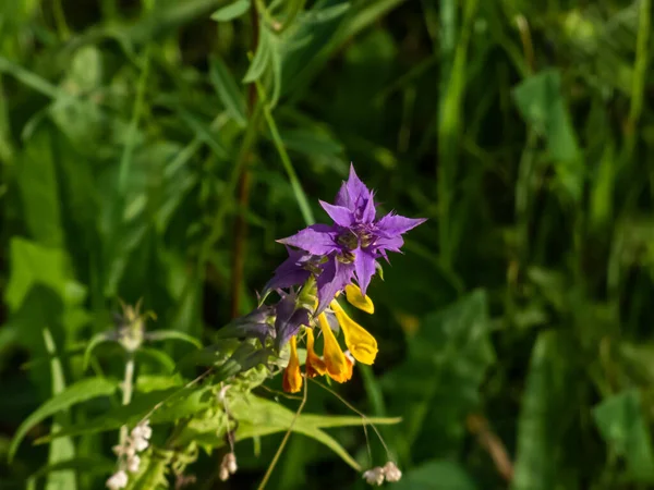 Close Wood Cow Wheat Melampyrum Nemorosum Flowering Flowers Yellow Red — Foto de Stock