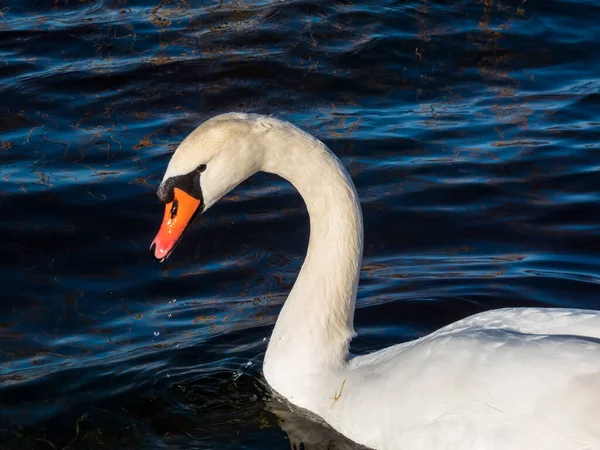 Vacker Närbild Porträtt Vuxen Stum Svan Cygnus Olor Med Fokus — Stockfoto