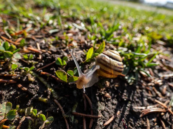 Macro Shot Striped Snail White Lipped Snail Garden Banded Snail — 图库照片