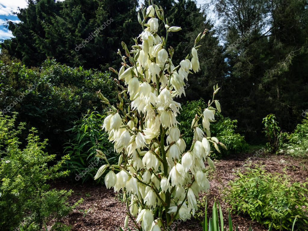 Adams needle and thread, common yucca, Spanish beargrass