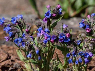 Yakın plan parlak mavi ve mor çiçekleri dar yapraklı akciğerotu veya mavi inek kayması (Pulmonaria angustifolia) ilkbaharın başlarında