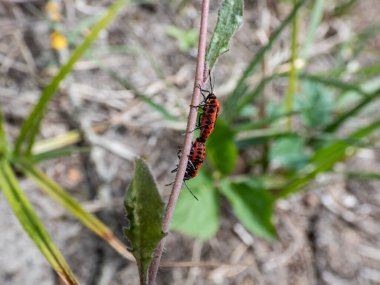 İki yetişkin Scarlet Shieldbug 'un (Eurydema dominulus) baharın başlarında bir bitki sapında çiftleşmelerini yakından çek