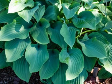 Dev hosta (Hosta nigrescens 'in melezi)' Krossa Regal 'pürüzsüz, kalın, geniş damarlı, mavi ile gri yapraklar yazın bahçede büyüyen hafif dalgalı marjlar