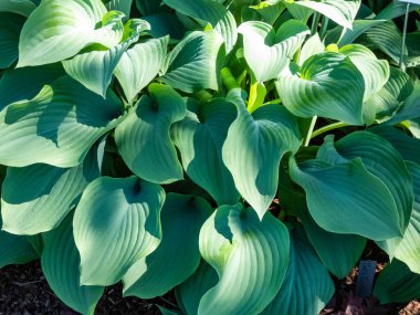 Dev hosta (Hosta nigrescens 'in melezi)' Krossa Regal 'pürüzsüz, kalın, geniş damarlı, mavi ile gri yapraklar yazın bahçede büyüyen hafif dalgalı marjlar