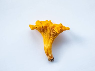 Tek bir altın Chanterelle mantarı, ormandaki kökleri kir ve yosun kaplı. Beyaz üzerine ayrıntılı mantar. Mantar toplama geleneği. Beyazda izole edilmiş