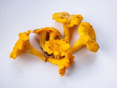 Bir grup altın Chanterelle mantarı. Köklerinde toprak ve yosun var. Beyaz üzerine ayrıntılı mantar. Mantar toplama geleneği. Beyazda izole edilmiş