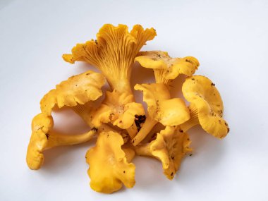 Bir grup altın Chanterelle mantarı. Köklerinde toprak ve yosun var. Beyaz üzerine ayrıntılı mantar. Mantar toplama geleneği. Beyazda izole edilmiş